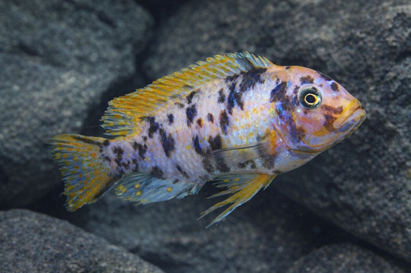 Maylandia fainzilberi 'Hongi Island'